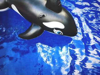 Close-up of swan swimming in pool