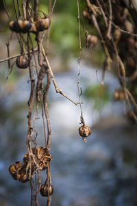 Close-up of dried plant