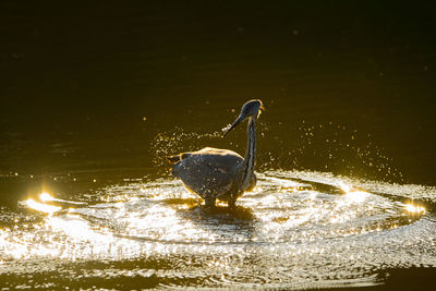 View of birds in lake