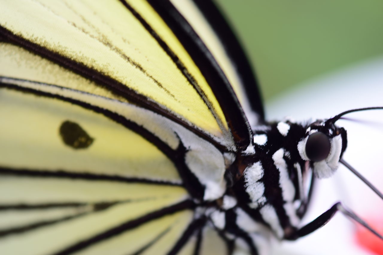 CLOSE-UP OF BLACK BUTTERFLY ON LEAF