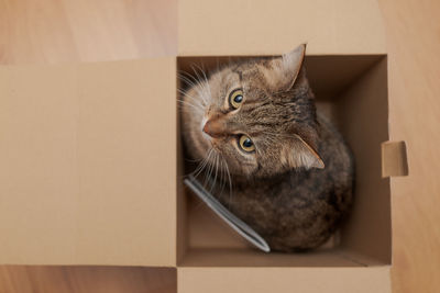 Cat in box