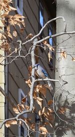 Close-up of old building