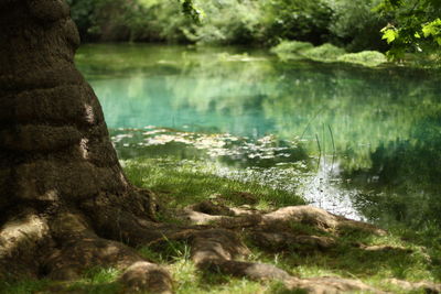 Scenic view of lake in forest