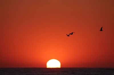 Silhouette bird flying over sea against clear sky during sunset