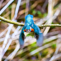 Close-up of parrot on branch