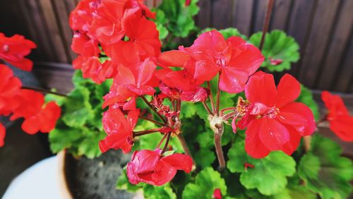 Close-up of red flower