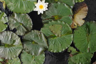 Lotus water lily in pond