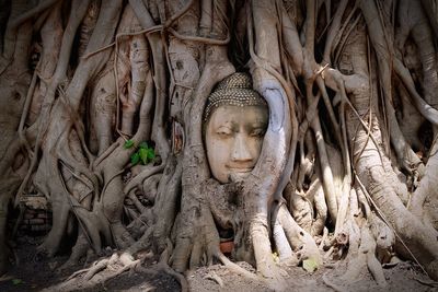 Buddha sculpture on tree