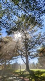 Trees on landscape against sky