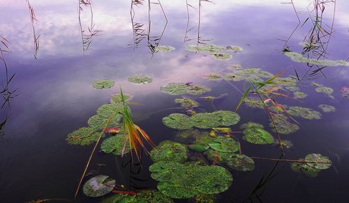 Close-up of lotus water lily in lake