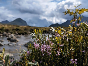 Close-up of purple flowering plants against cloudy sky