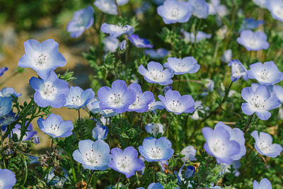 Close-up of purple flowering plants