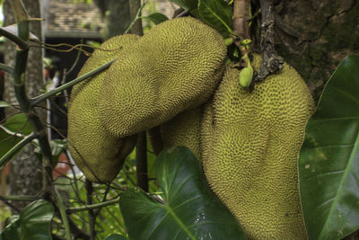 Close-up of green tree