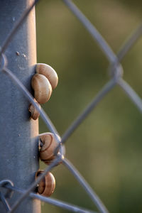 Set of snails on a metal fence, background with vegetation, jail