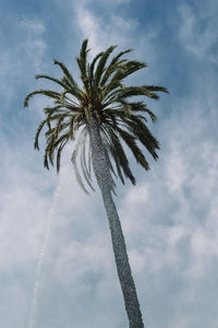 Low angle view of palm tree against sky