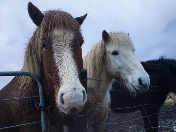 Portrait of horses standing against sky