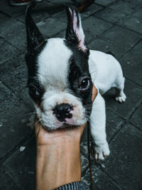 High angle view of dog on footpath