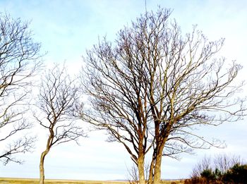 Low angle view of bare trees against sky