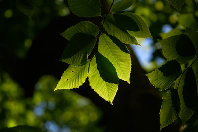 Close-up of leaves on tree