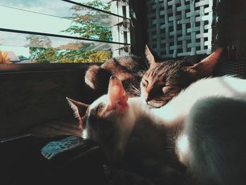 Cats relaxing in a home