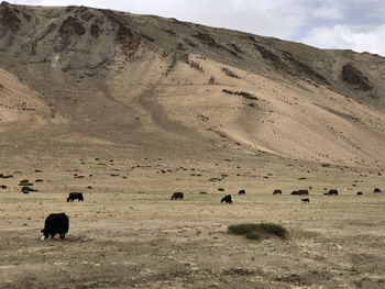 Flock of sheep in a field