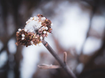 Close-up of cherry blossom tree during winter