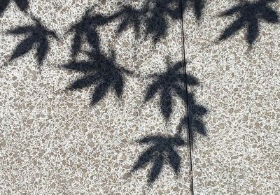 shadow