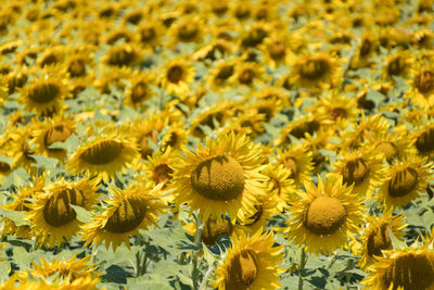 Full frame shot of yellow flowering plants on field