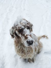 Close-up of dog on snow