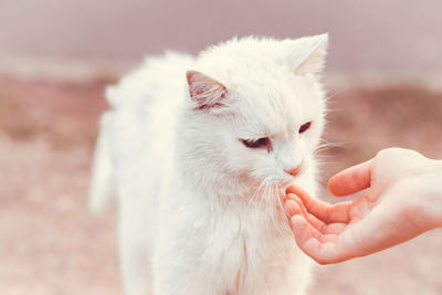 Close-up of hand holding kitten