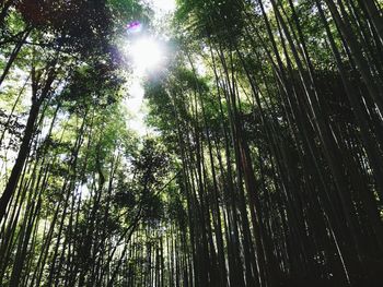 Low angle view of bamboo trees in forest