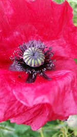 Close-up of pink flower