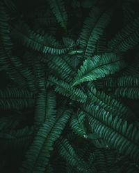 Full frame shot of fern