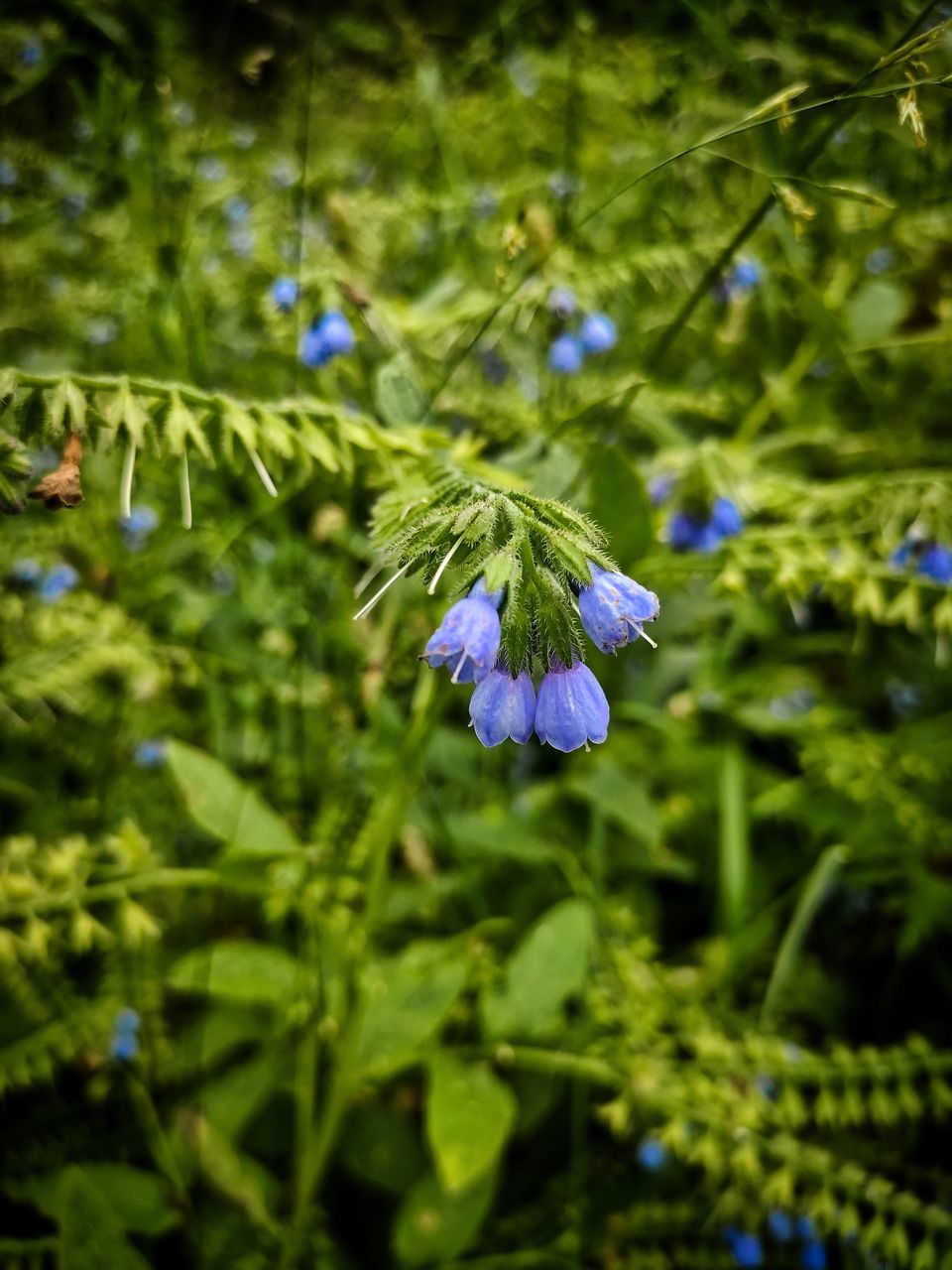 CLOSE-UP OF PURPLE BLUE FLOWER