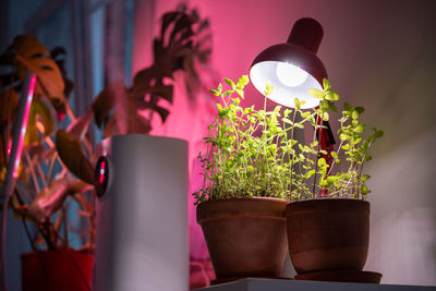 Potted plant on table