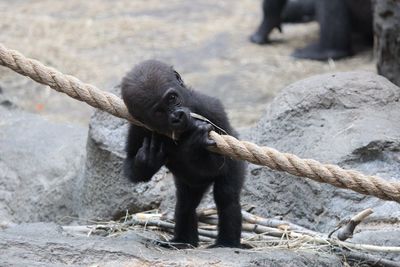 Baby gorilla