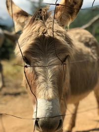 Close-up of horse in ranch