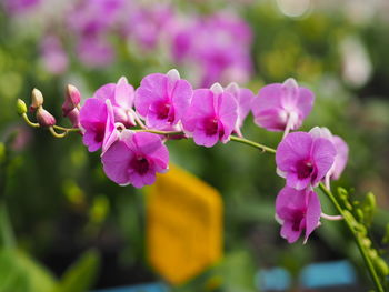 Close-up of pink flowering plant