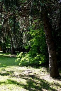 Trees growing in park