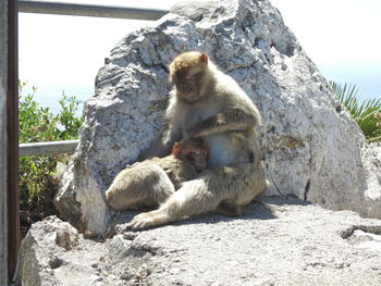 Monkey sitting on rock