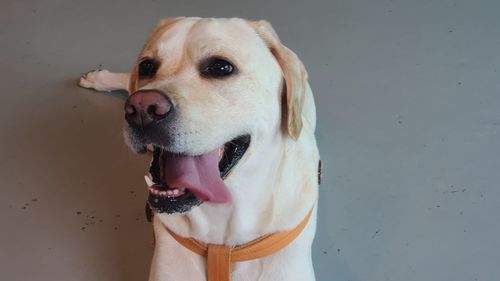 Close-up portrait of dog looking away