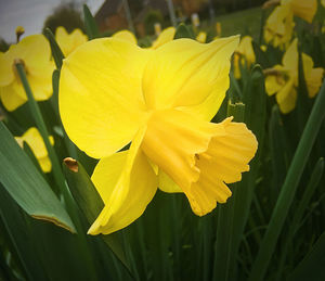 Close-up of yellow daffodil flowers