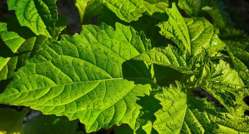 Close-up of green leaves