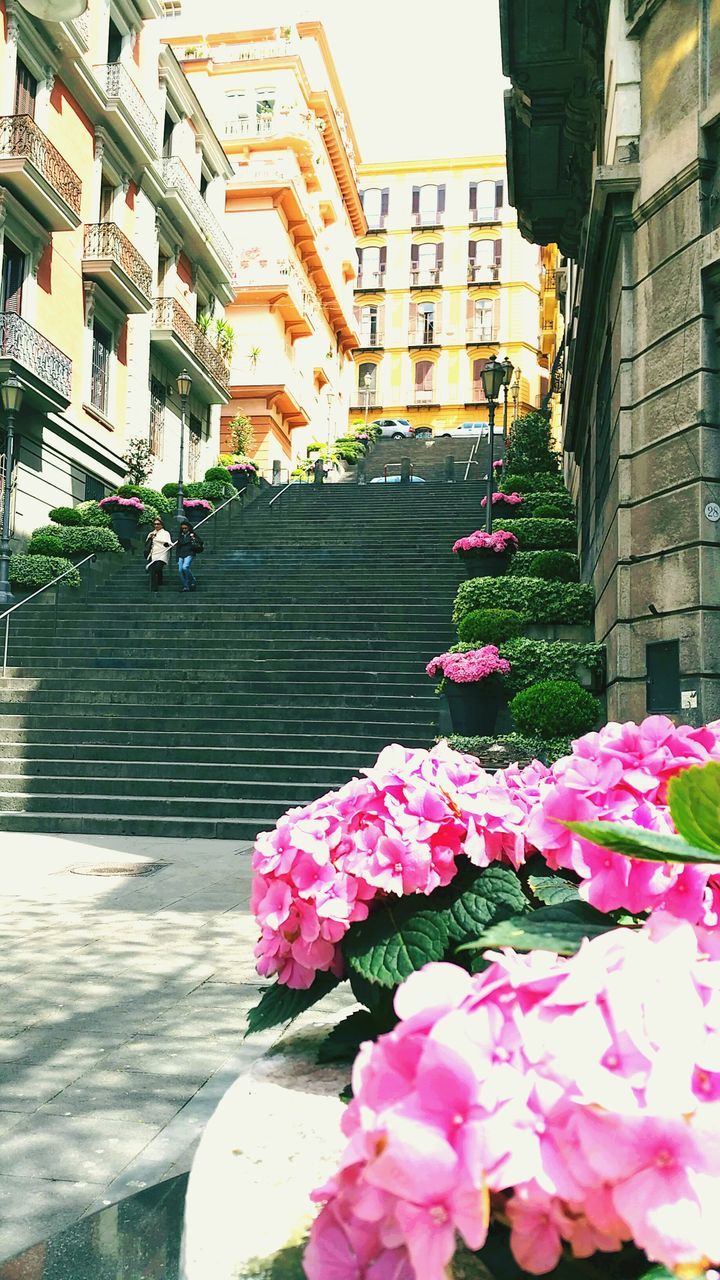 flower, building exterior, built structure, architecture, freshness, fragility, pink color, petal, steps, blooming, plant, day, growth, city, outdoors, street, incidental people, building, nature