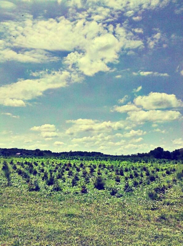 field, landscape, tranquil scene, sky, tranquility, agriculture, rural scene, beauty in nature, scenics, growth, nature, grass, cloud - sky, farm, green color, plant, cloud, crop, horizon over land, idyllic