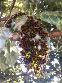 Low angle view of fruits growing on tree