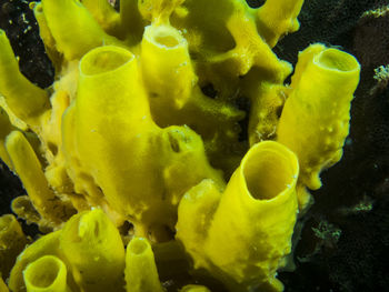 Close-up of fish swimming in sea