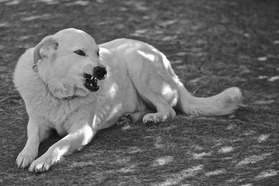 Portrait of dog relaxing on land