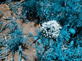 Close-up of white flowering plant