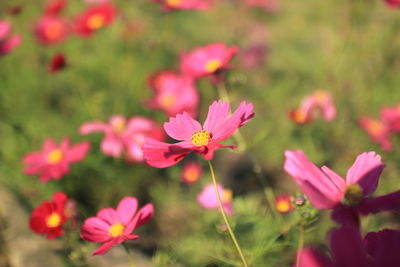 Close-up of pink cosmos flowers blooming outdoors